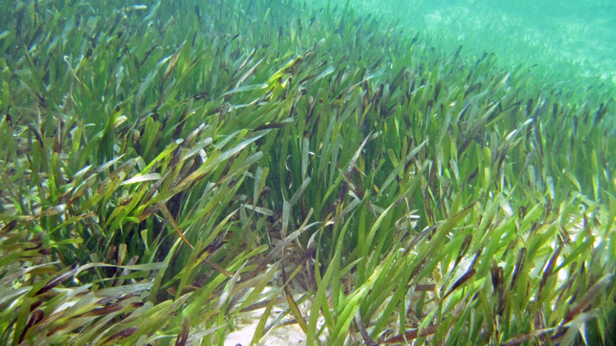 Seagrass Could Play a Major Role in Slowing Climate Change. | e-mc2.gr