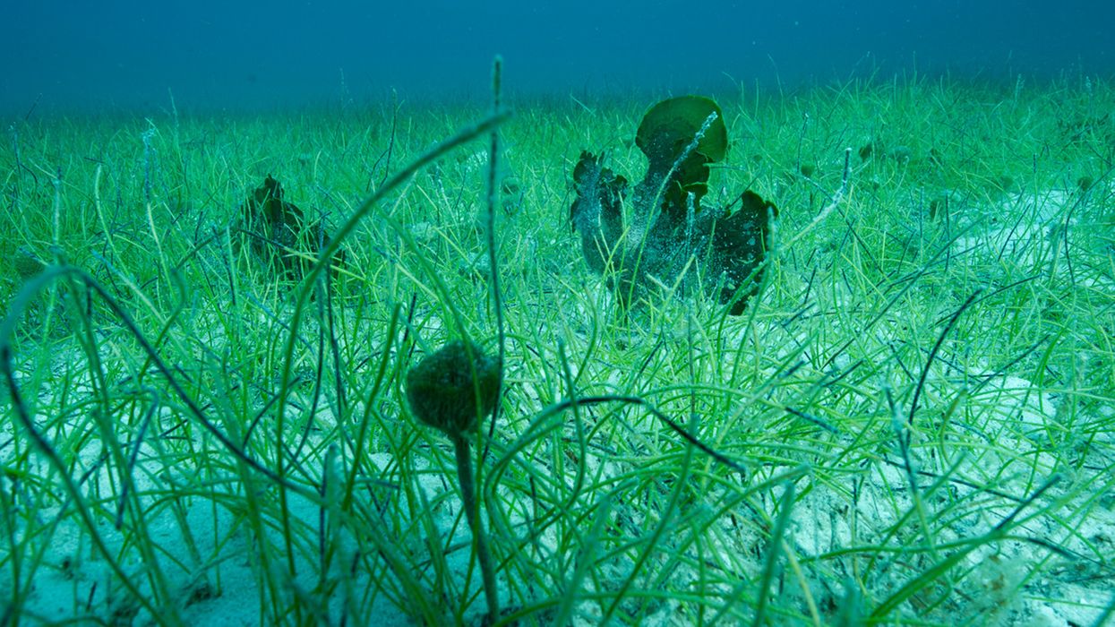 Seagrass: Another Vital Carbon-Sequestering Ecosystem Threatened by