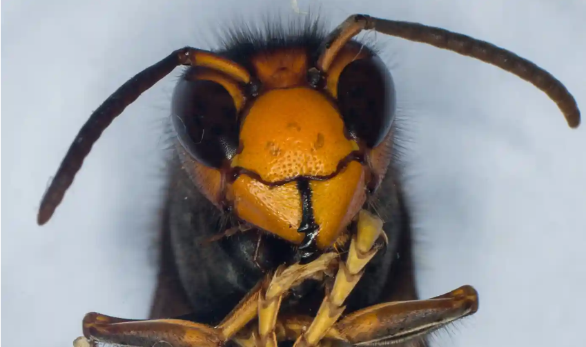 asian hornets killing honeybees        
        <figure class=