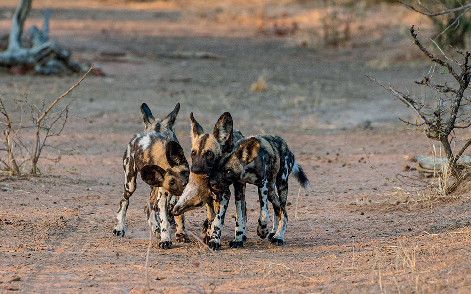 H απίστευτη οδύσσεια των άγριων σκυλιών στις σαβάνες της Αφρικής