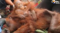 YouTube Video (OJAqz3Hf00g) Thumbnail