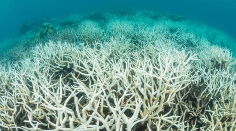 Cooling La Niña May Not Save Great Barrier Reef From Mass Coral