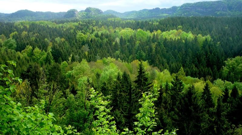 are-forests-carbon-sinks-or-carbon-sources-e-mc2-gr